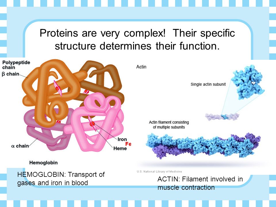Proteins are very complex. Their specific structure determines their function.