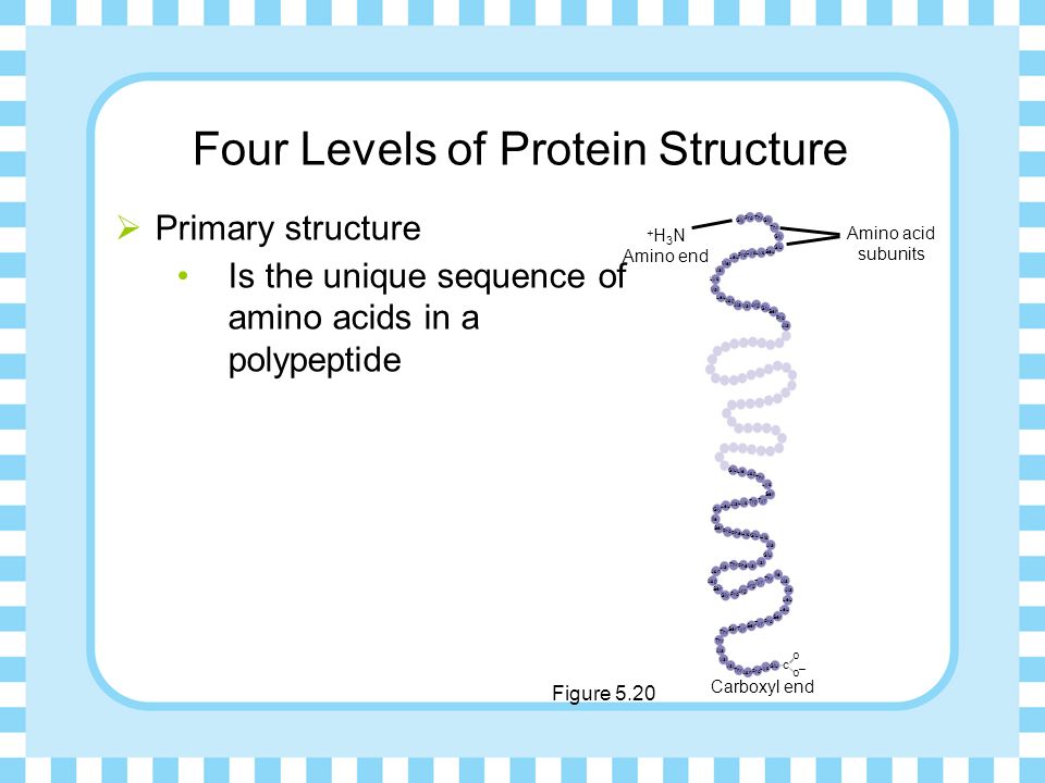 Four Levels of Protein Structure  Primary structure Is the unique sequence of amino acids in a polypeptide Figure 5.20 – Amino acid subunits + H 3 N Amino end o Carboxyl end o c Gly ProThr Gly Thr Gly Glu Seu Lys Cys Pro Leu Met Val Lys Val Leu Asp Ala Val Arg Gly Ser Pro Ala Gly lle Ser Pro Phe His Glu His Ala Glu Val Phe Thr Ala Asn Asp Ser Gly Pro Arg Tyr Thr lle Ala Leu Ser Pro Tyr Ser Tyr Ser Thr Ala Val Thr Asn Pro Lys Glu Thr Lys Ser Tyr Trp Lys Ala Leu Glu Lle Asp
