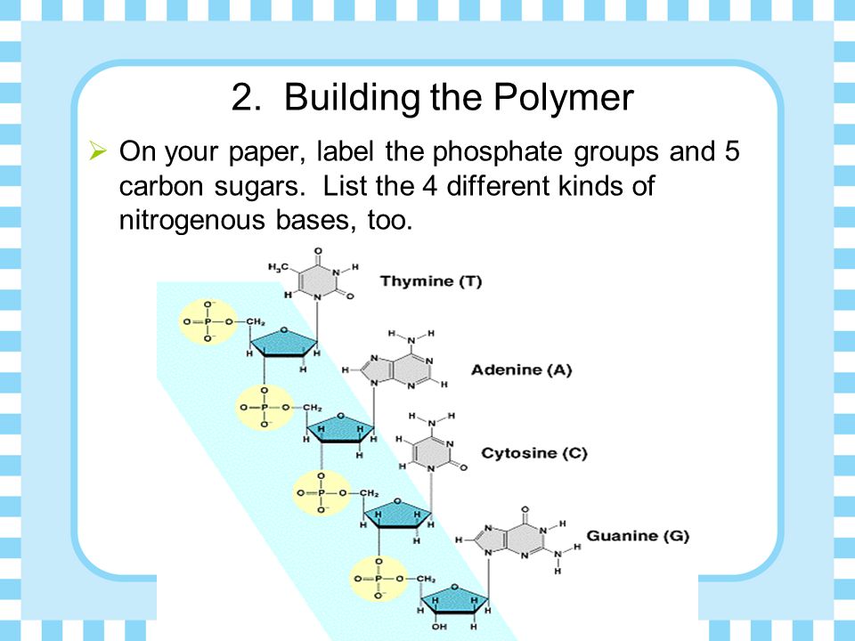 2. Building the Polymer  On your paper, label the phosphate groups and 5 carbon sugars.