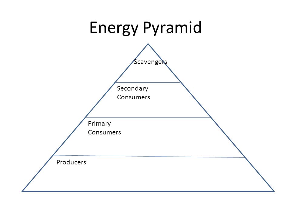 The Energy Scavengers