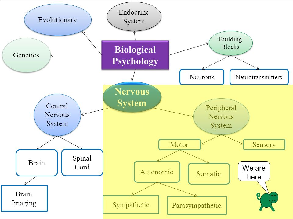 Central Nervous System Brain Brain Imaging Peripheral Nervous System Building Blocks Genetics Evolutionary Endocrine System Neurotransmitters Somatic Autonomic Sympathetic Parasympathetic Biological Psychology Spinal Cord Neurons SensoryMotor Nervous System We are here