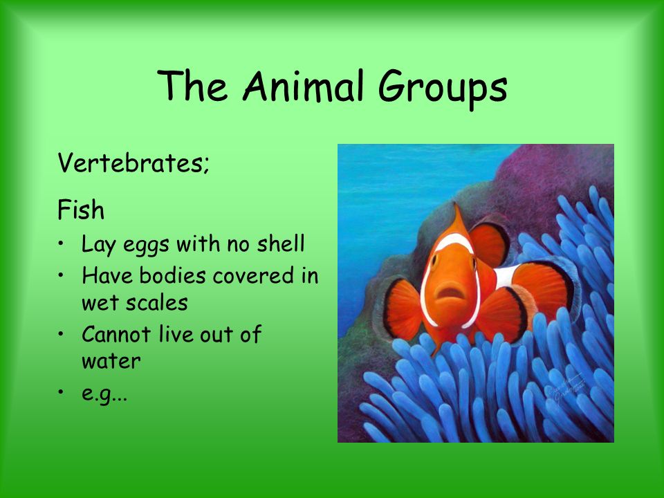 Groups All life on earth falls into categories. There is the Plant kingdom,  which is divided into ferns and flowering plants. The animal kingdom which.  - ppt download