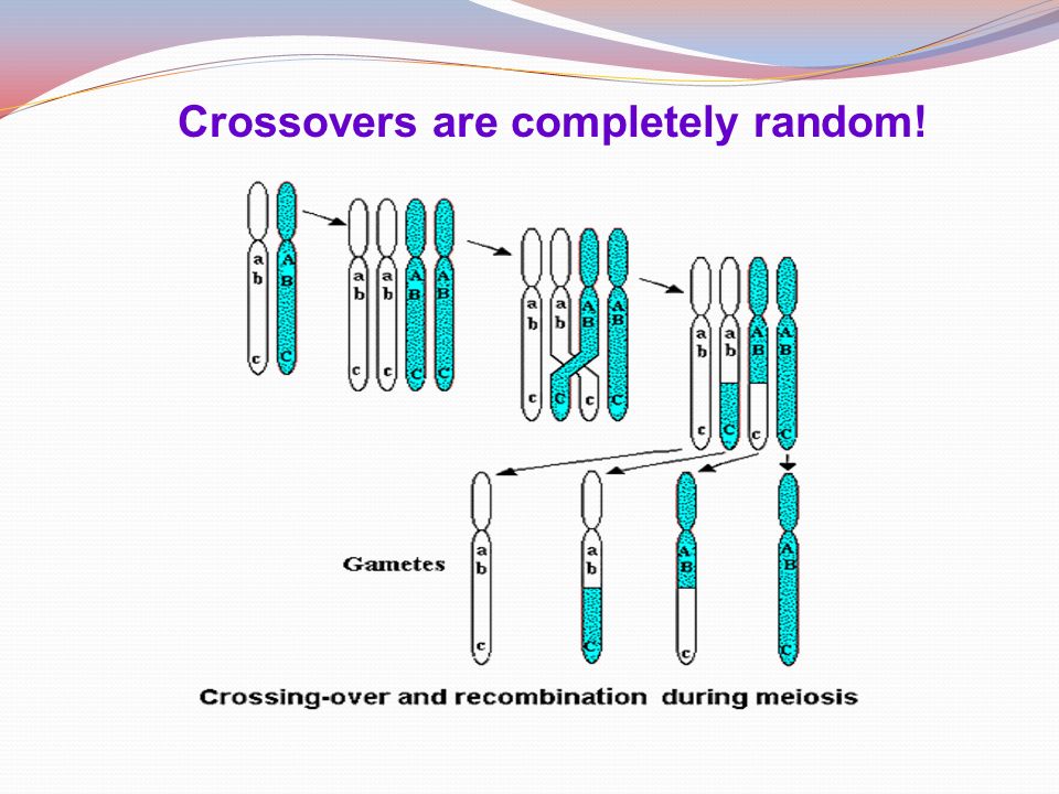 Meiosis: reduction division that results in half the number of ... Biology Diagrams
