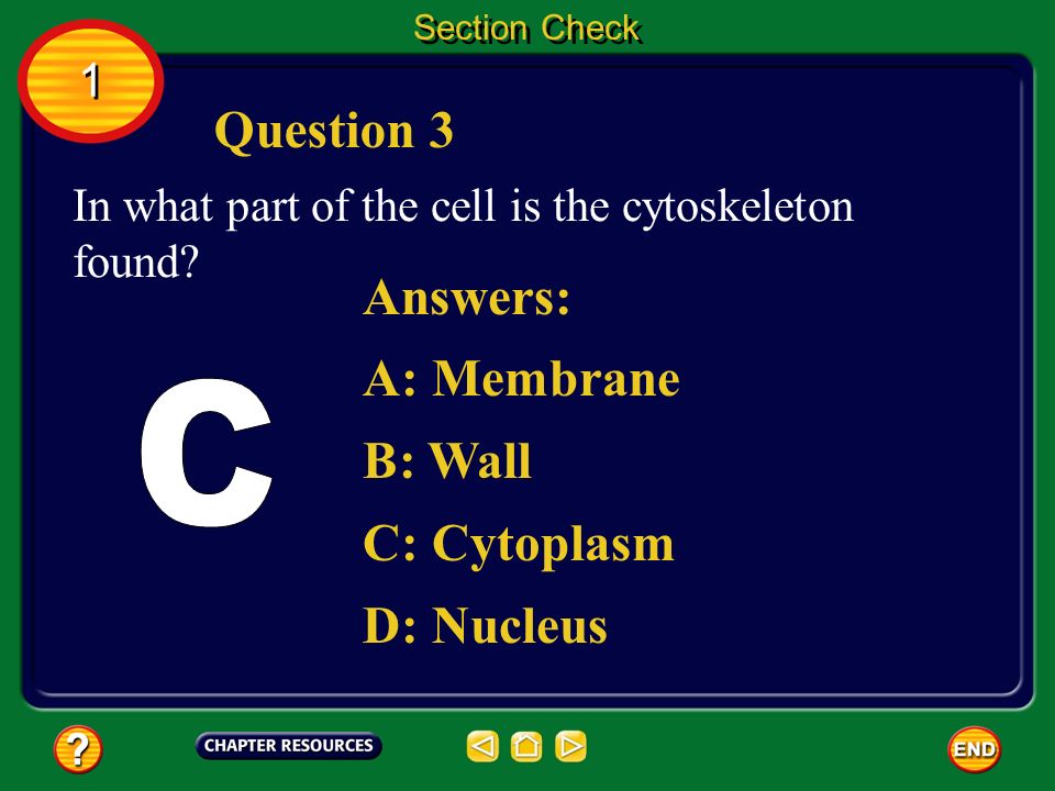 Question 2 Answers: A: Nucleus B: Membrane C: Organelle D: Ribosome Which part of the cell gives it shape.