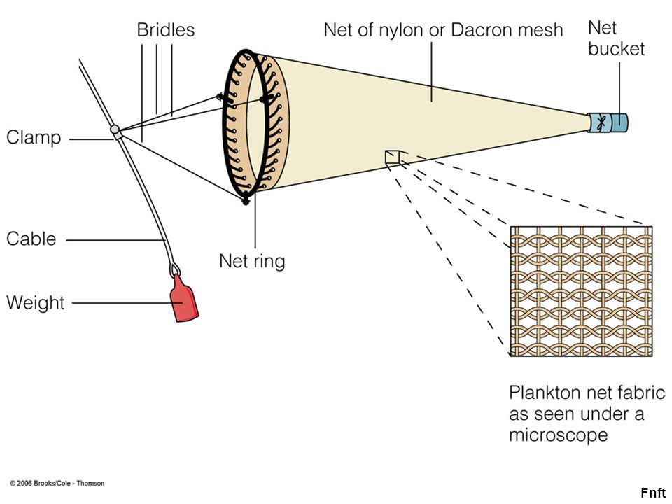 Plankton Net. Fnft Fnft: The evolutionary relationships of the