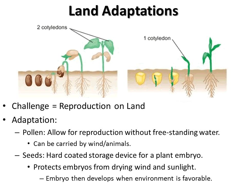 KEY CONCEPT Plant life began in the water and became adapted to land. Plant  Evolution. - ppt download