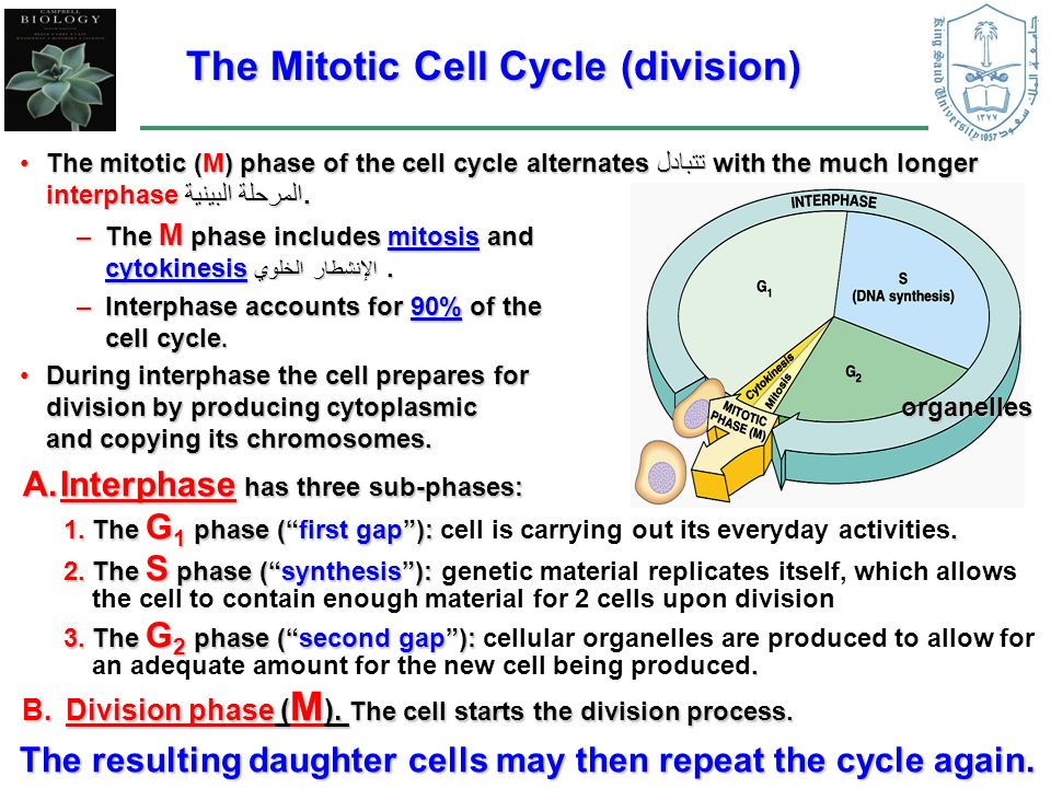 The Mitotic Cell Cycle (division) The mitotic (M) phase of the cell cycle alternates تتبادل with the much longer interphase المرحلة البينية.The mitotic (M) phase of the cell cycle alternates تتبادل with the much longer interphase المرحلة البينية.