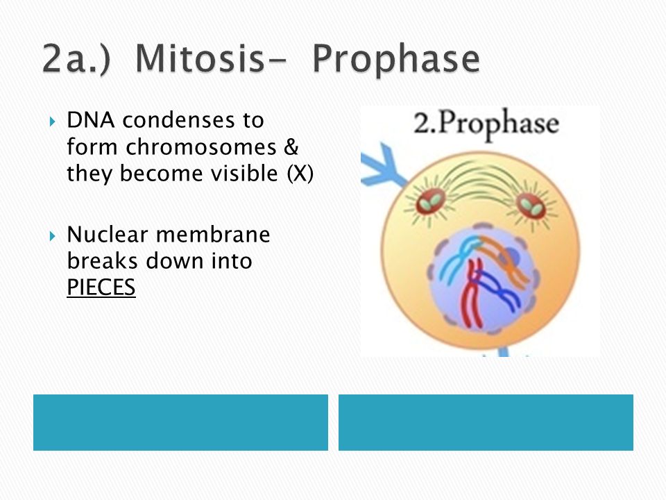 Growth Replace Worn Out Cells Repair Healing Asexual Reproduction Ppt Download