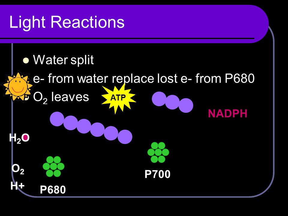 Light Reactions Water split e- from water replace lost e- from P680 O 2 leaves P680 P700 NADPH H2OH2O O2O2 H+ ATP