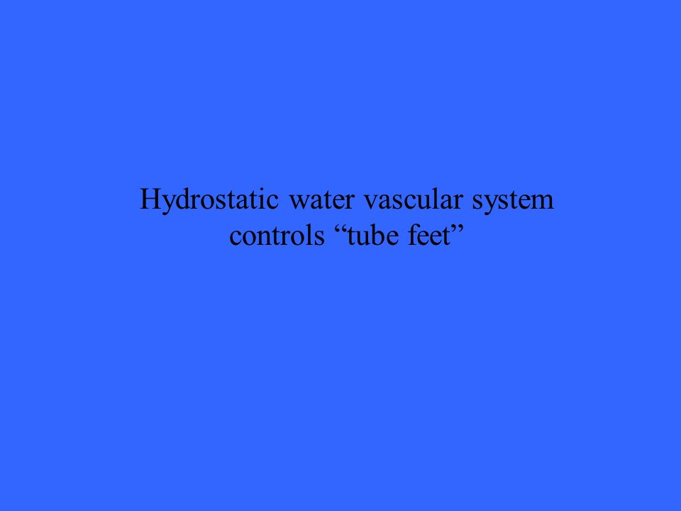 Hydrostatic water vascular system controls tube feet