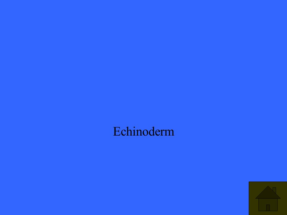 Echinoderm