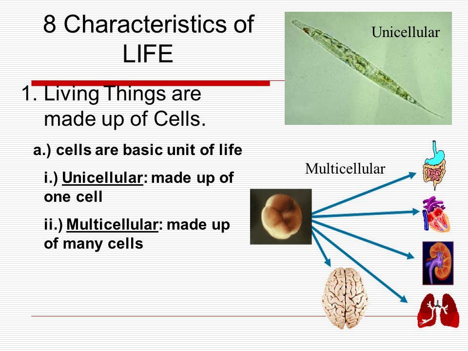What Are The Characteristics Of Life 8 Characteristics All Living Things Have In Common Ppt Download