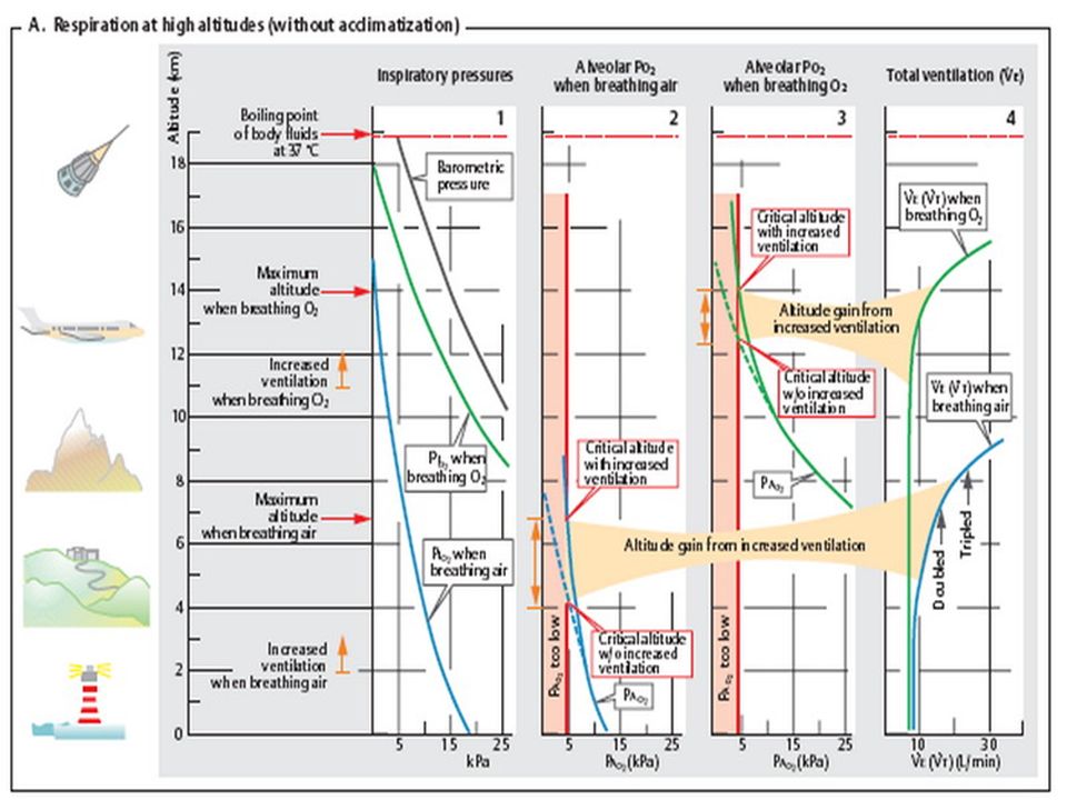 Дыхание при повышенном атмосферном давлении. Дыхание на высоте. Дыхание в условиях высокогорья. Содержание кислорода в зависимости от высоты. Содержание кислорода в зависимости от высоты над уровнем моря.