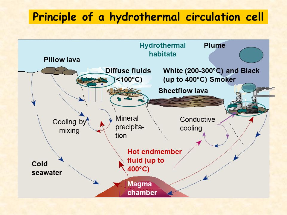 Principle of a hydrothermal circulation cell Cold seawater Hot endmember fluid (up to 400°C) Magma chamber Pillow lava Sheetflow lava Conductive cooling White ( °C) and Black (up to 400°C) Smoker Plume Diffuse fluids (<100°C) Hydrothermal habitats Cooling by mixing Mineral precipita- tion