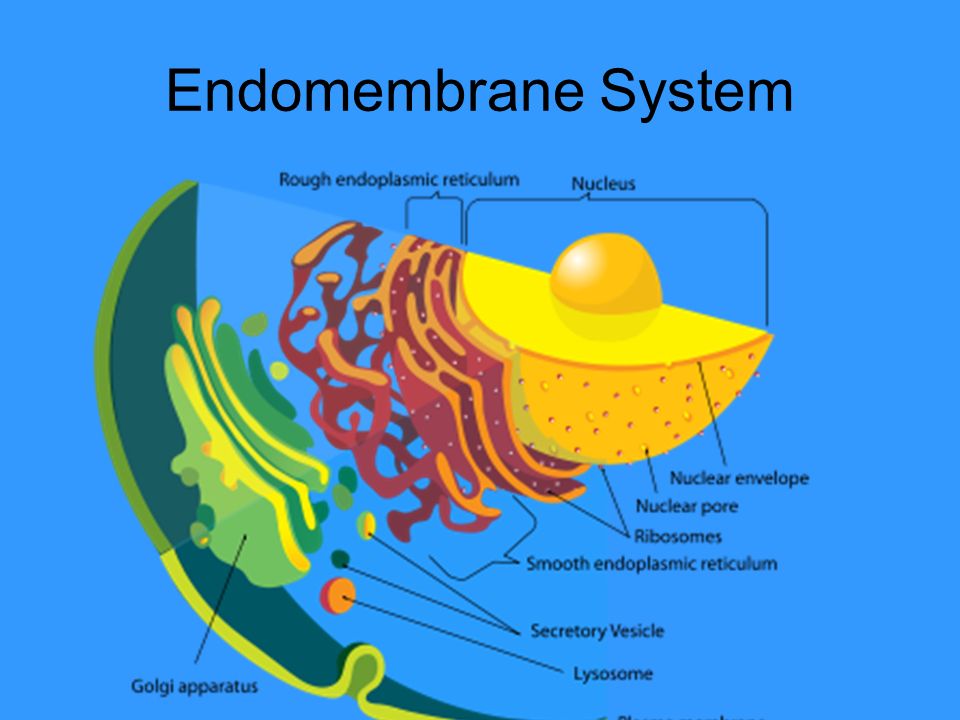 Cellular Classification & Organelles: A Look at the Endomembrane System ...