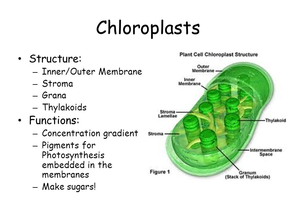 What are different kinds of plastids? In the light of recent advancements  describe the structure and function of chloroplast.
