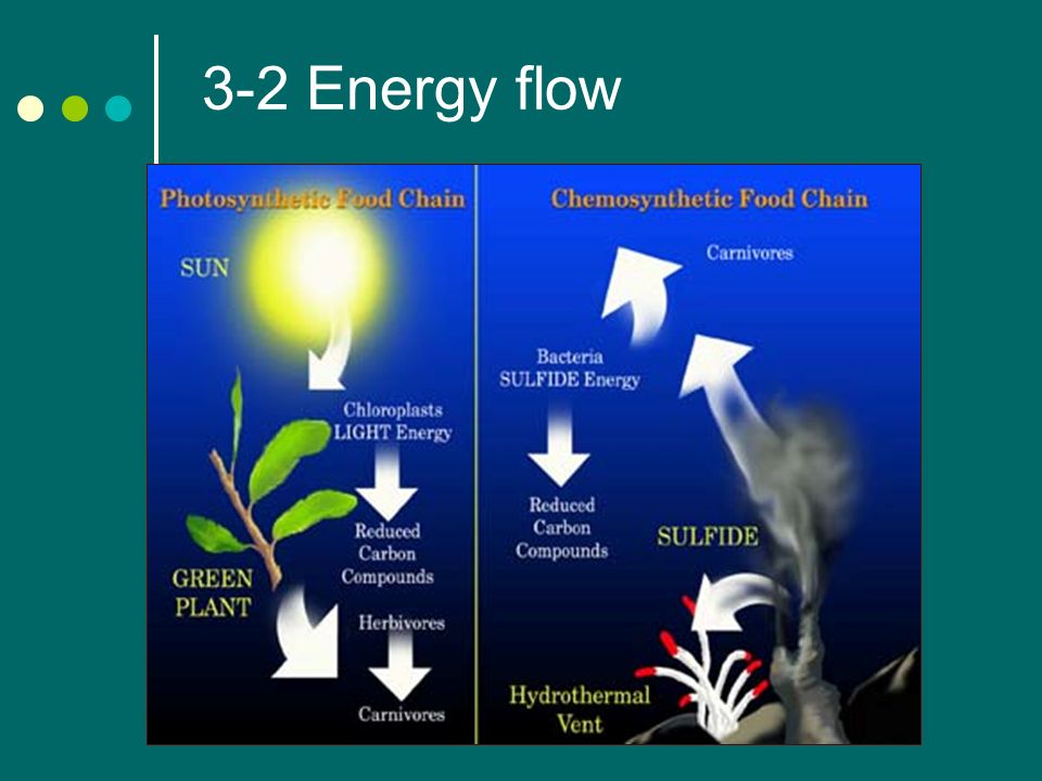 3 2 energy flow producers the sun is the main energy source of life 1 3 2 energy flow