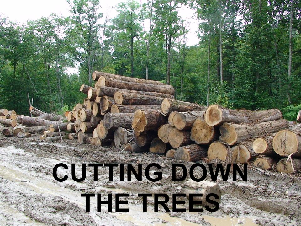 Cut them down. Cutting down Trees. Cut down. Cut down picture. Cut down Internet.
