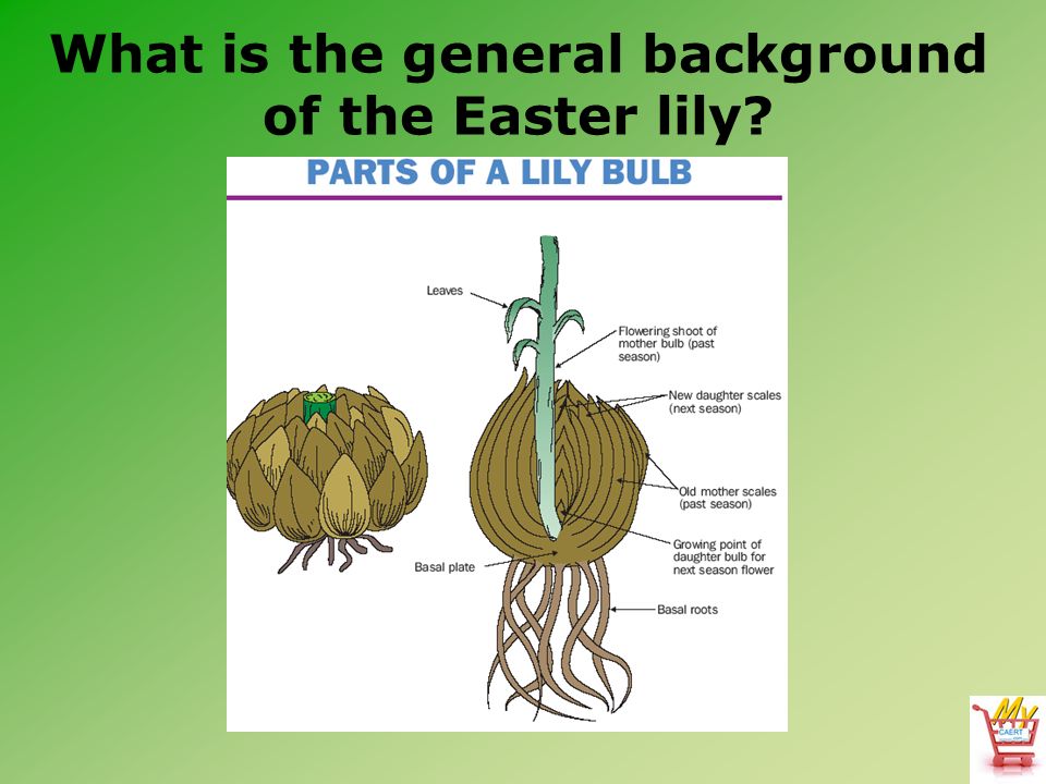 Horticulture Science Lesson 48 Growing and Forcing Easter Lilies. - ppt  download