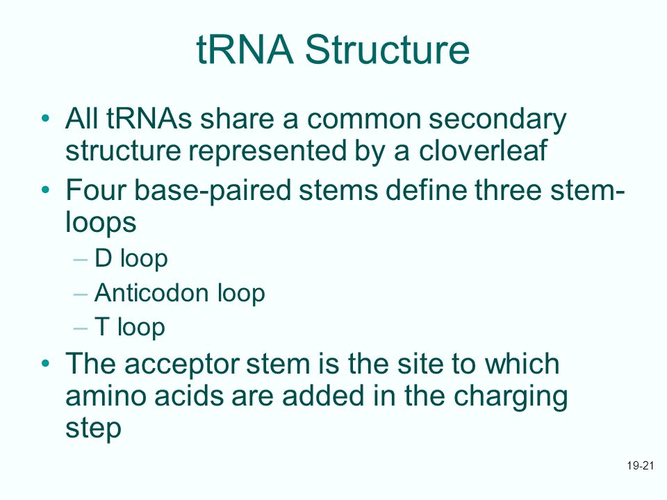 19-21 tRNA Structure All tRNAs share a common secondary structure represented by a cloverleaf Four base-paired stems define three stem- loops –D loop –Anticodon loop –T loop The acceptor stem is the site to which amino acids are added in the charging step