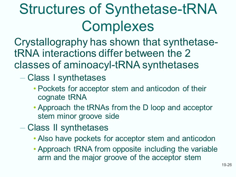 19-26 Structures of Synthetase-tRNA Complexes Crystallography has shown that synthetase- tRNA interactions differ between the 2 classes of aminoacyl-tRNA synthetases –Class I synthetases Pockets for acceptor stem and anticodon of their cognate tRNA Approach the tRNAs from the D loop and acceptor stem minor groove side –Class II synthetases Also have pockets for acceptor stem and anticodon Approach tRNA from opposite including the variable arm and the major groove of the acceptor stem