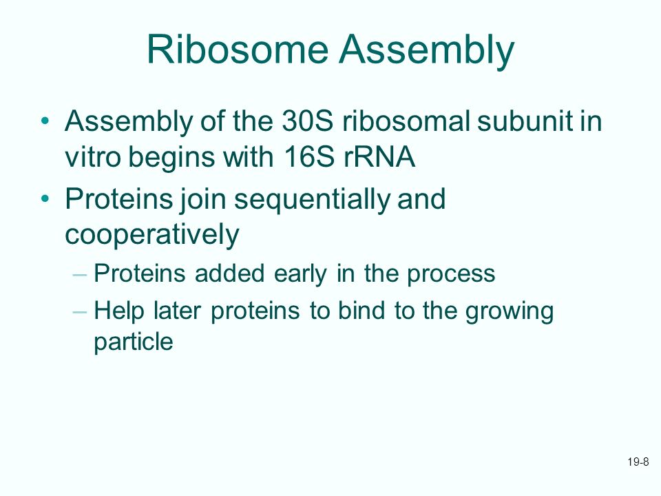 19-8 Ribosome Assembly Assembly of the 30S ribosomal subunit in vitro begins with 16S rRNA Proteins join sequentially and cooperatively –Proteins added early in the process –Help later proteins to bind to the growing particle