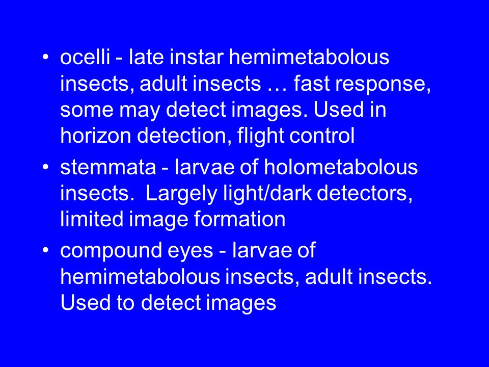 ocelli - late instar hemimetabolous insects, adult insects … fast response, some may detect images.