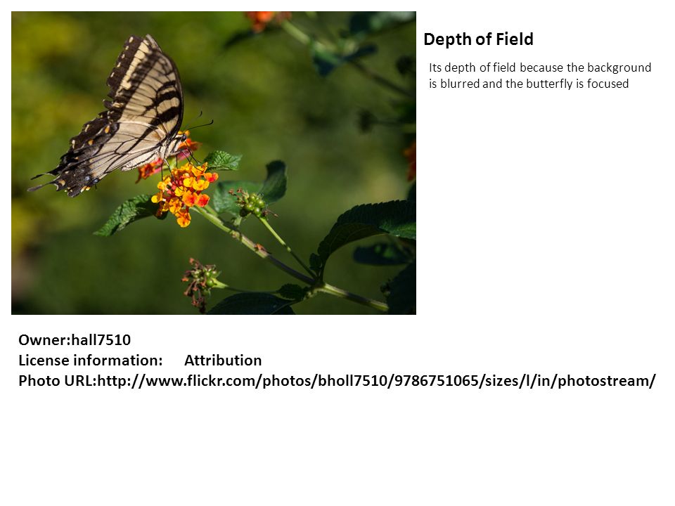 Depth of Field Its depth of field because the background is blurred and the butterfly is focused Owner:hall7510 License information: Attribution Photo URL: