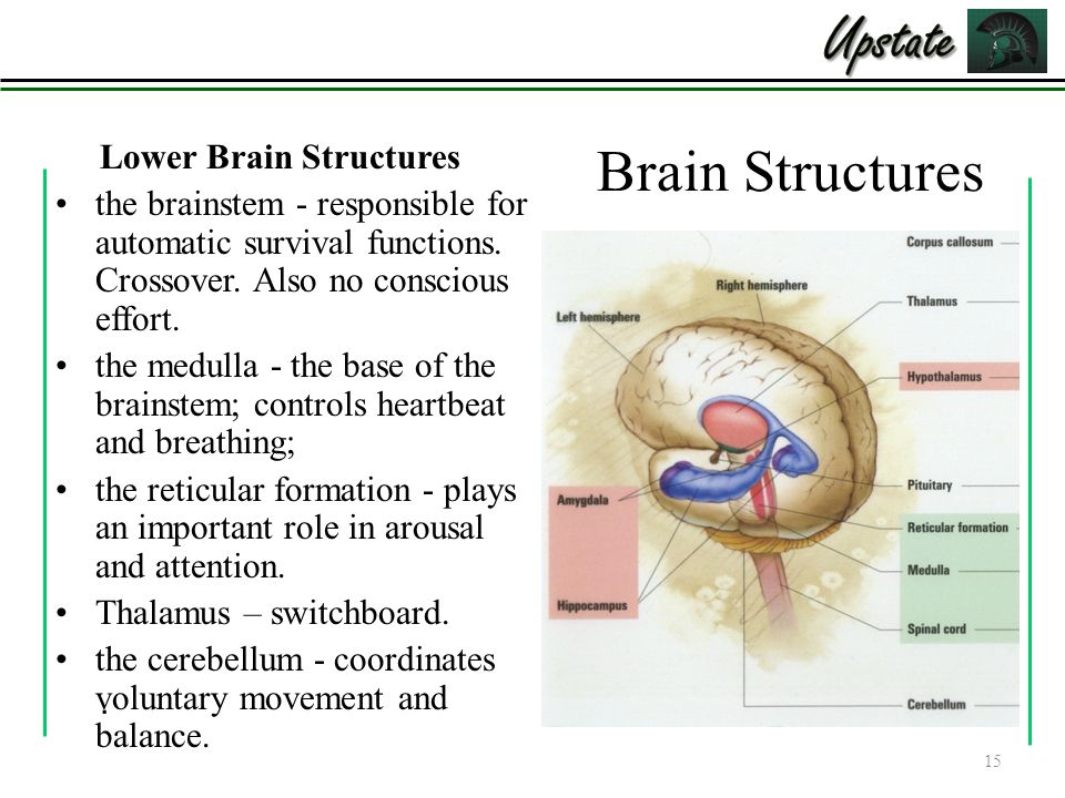 Chapter 2: Neuroscience 1. The Nervous System System which relays 