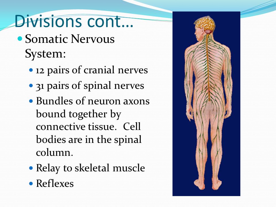 CHAPTER 12 Nervous system 3 main parts: brain, spinal cord, nerves ...