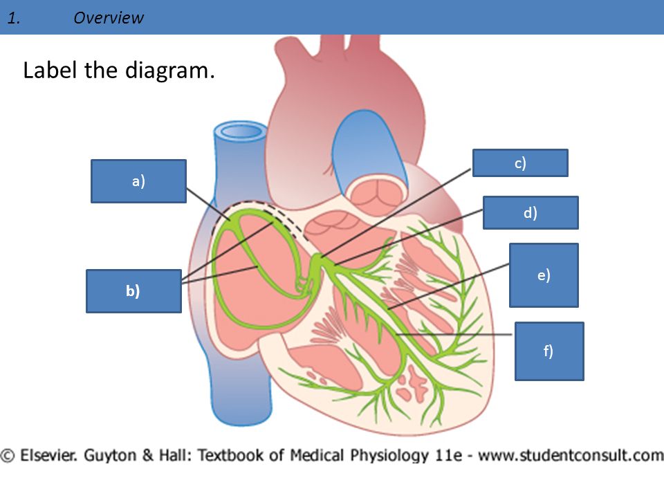 Anatomy of the Heart Quiz