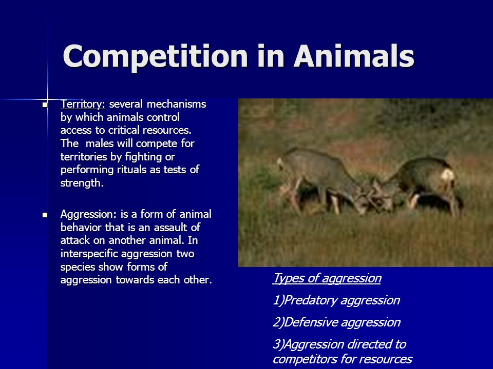 Competition in Animals By: Jacy Bartnik. Competition Competition Competition:  common demand by two or more organisms for environmental resources that. -  ppt download