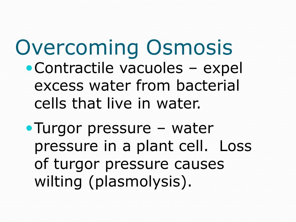 Osmoregulation Osmoregulation: control of water balance Hypertonic: higher concentration of solutes Hypotonic: lower concentration of solutes Isotonic: equal concentrations of solutes Cells with Walls: Turgid (very firm) Flaccid (limp) Plasmolysis: plasma membrane pulls away from cell wall
