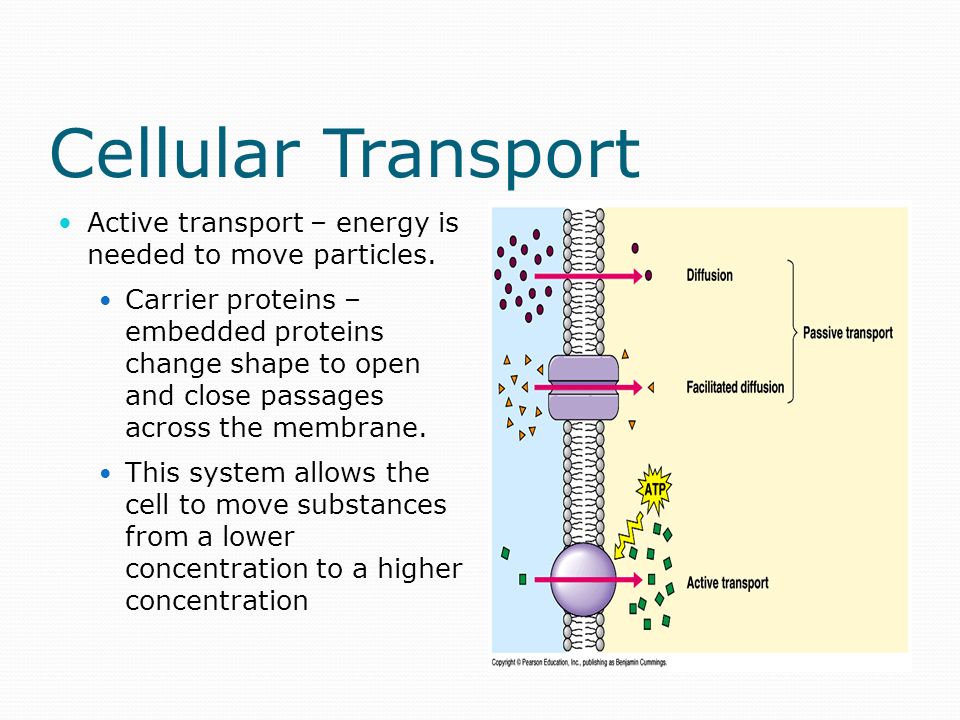 Ion channels: specialized transport proteins Many ions are not soluble in lipids To enter the cell, they need to go through a protein tunnel to get into the cell Examples: Na +, K +, Ca +2, Cl - These protein tunnels have gates that open or close to allow ions into the cell or to leave the cell Again, this depends on the concentration gradient Stimuli in the cell determine when the gates open or close