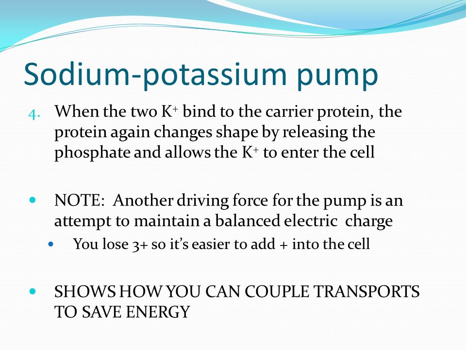 Example: Sodium-potassium pump The sodium-potassium pump is one of the active transport mechanisms used in the conduction of a nerve impulse.