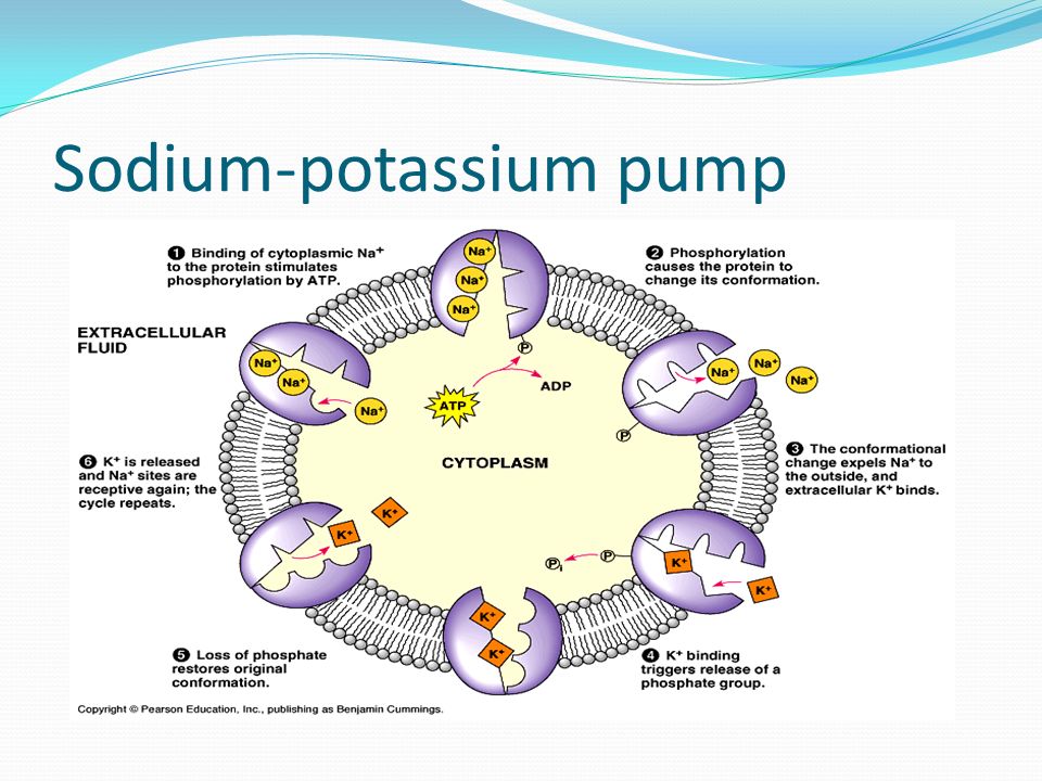 Sodium-potassium pump 4.