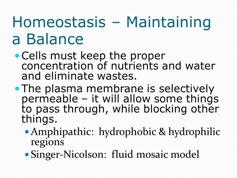 The Plasma Membrane and Homeostasis FLUID MOSAIC MODEL