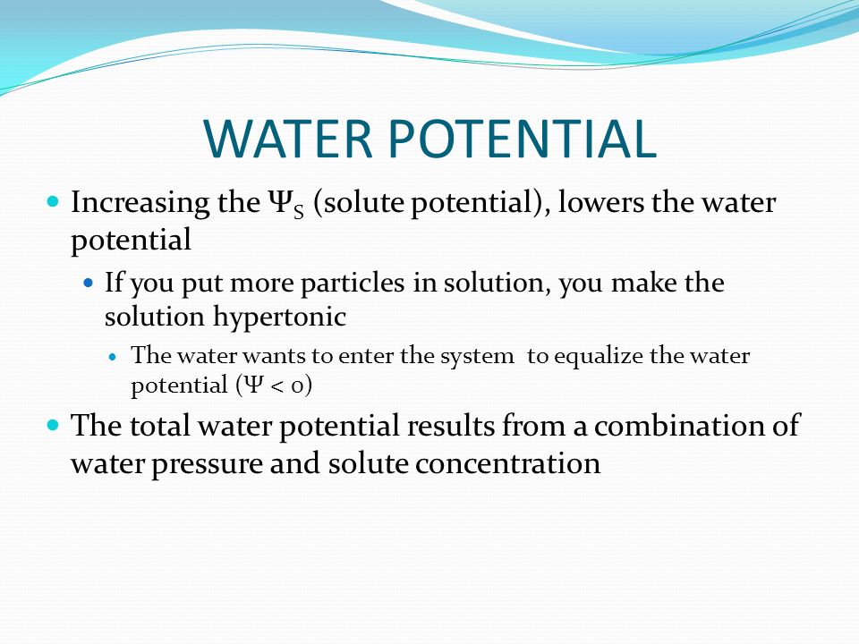 WATER POTENTIAL Water always moves from an area of high water potential to low water potential (osmosis) In an open beaker (atmospheric pressure only) of PURE water, the water potential is zero (Ψ = 0) No difference is solute concentration No external pressure (gravity, turgor pressure, etc) Increasing the Ψ P (pressure potential), increases the water potential (Ψ > 0) The water wants to move to an area of lower pressure (potential)