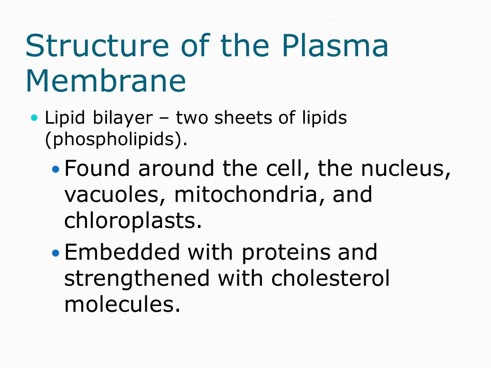 COMPONENTS OF CELL MEMBRANE Phospholipids: membrane fluidity Cholesterol: membrane stabilization Mosaic Structure: Integral proteins: transmembrane proteins Peripheral proteins: surface of membrane Membrane carbohydrates : cell to cell recognition; oligosaccharides (cell markers); glycolipids; glycoproteins