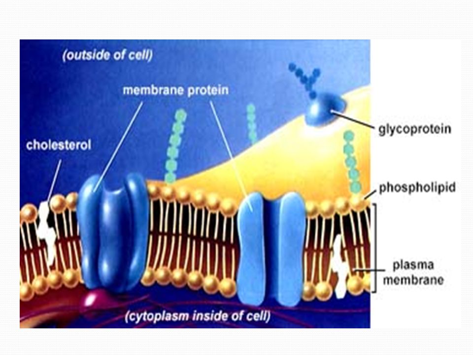 Membrane Proteins Transport: what can enter/leave cell.
