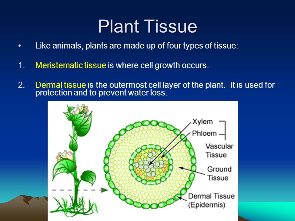 Plants – Characteristics and Function. Evolution of Plants Scientists  believe that terrestrial plants evolved from green algae as both show the  following. - ppt download