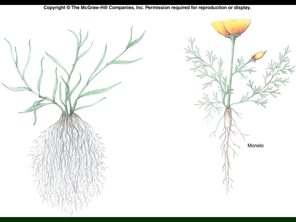 Корневая система тюльпана. Стрижнева Коренева система. Строение мочковатой корневой системы. Корневая система однодольных. Растения с мочковатым корнем.