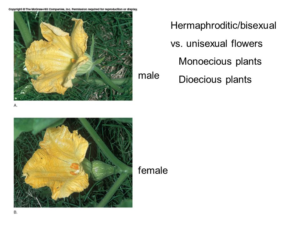 Dating nurse student Pictures of unisexual plants