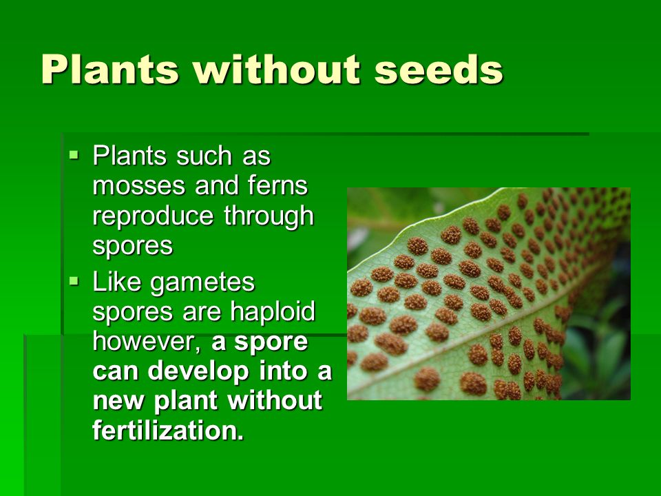 Sexual Reproduction In Plants The Seed The Seed Is The Product Of Sexual Reproduction In Most Plants The Seed Contains An Embryo A Food Supply Ppt Download