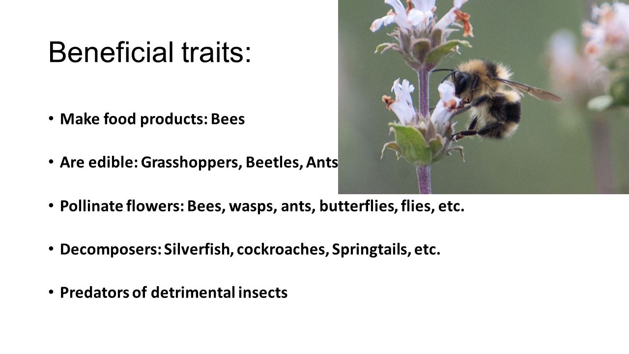 Beneficial traits: Make food products: Bees Are edible: Grasshoppers, Beetles, Ants Pollinate flowers: Bees, wasps, ants, butterflies, flies, etc.