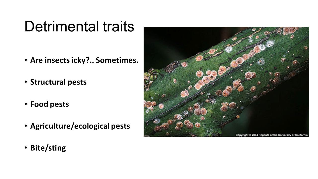 Detrimental traits Are insects icky .. Sometimes.