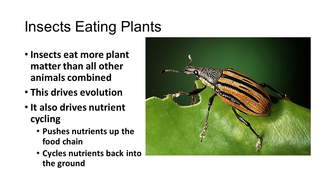 Insects Eating Plants Insects eat more plant matter than all other animals combined This drives evolution It also drives nutrient cycling Pushes nutrients up the food chain Cycles nutrients back into the ground