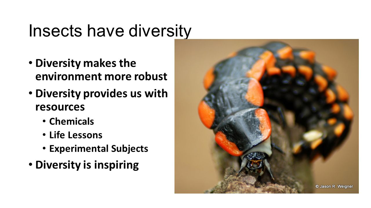 Insects have diversity Diversity makes the environment more robust Diversity provides us with resources Chemicals Life Lessons Experimental Subjects Diversity is inspiring