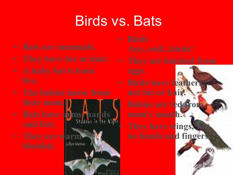 Birds vs. Bats Bats are mammals. They have fur or hair. A baby bat is born  live. The babies nurse from their mom. Bats have arms, hands and feet.  They. - ppt