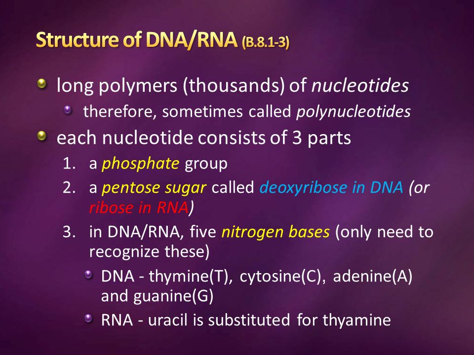 long polymers (thousands) of nucleotides therefore, sometimes called ...